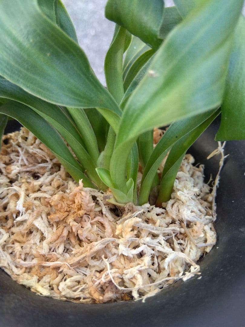 万年青　おもと　獅子　4号陶器鉢つき　4株群生❗　な