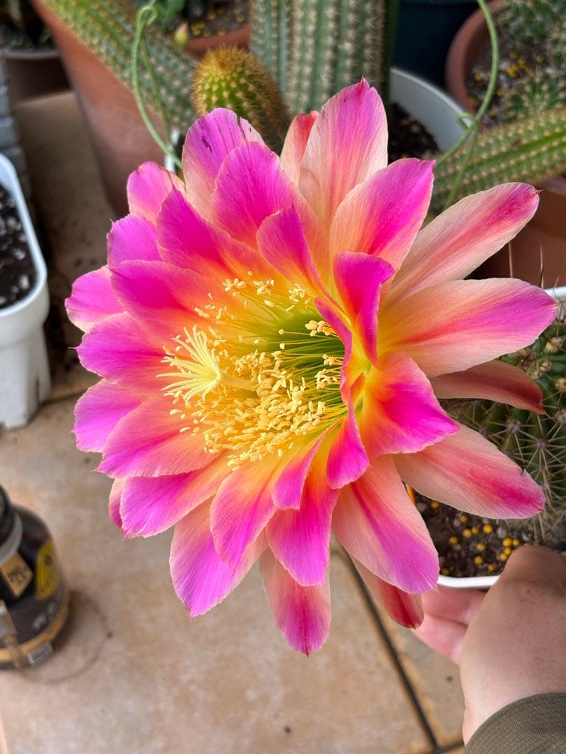 【現品】多肉植物　大型大輪咲花サボテン 星火2