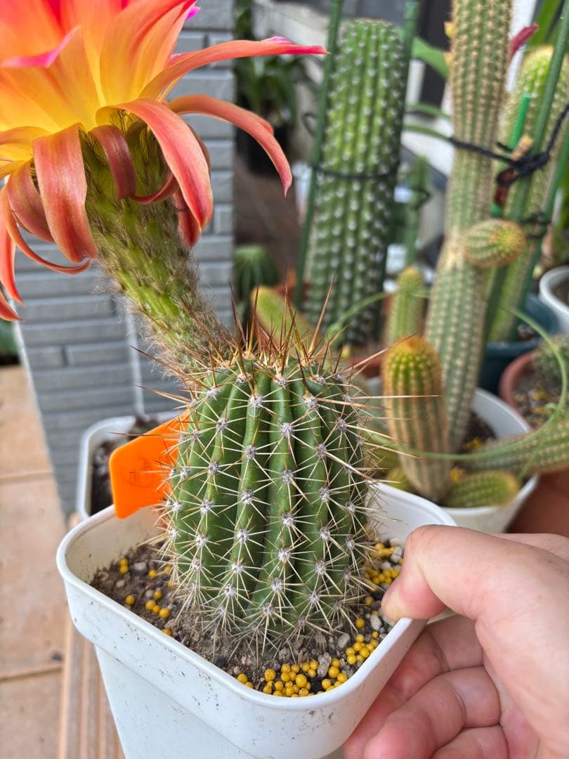 【現品】多肉植物　大型大輪咲花サボテン 星火2