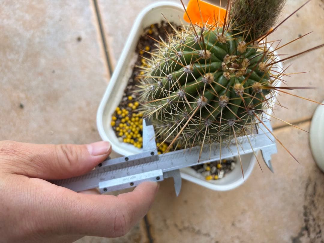 【現品】多肉植物　大型大輪咲花サボテン 星火2