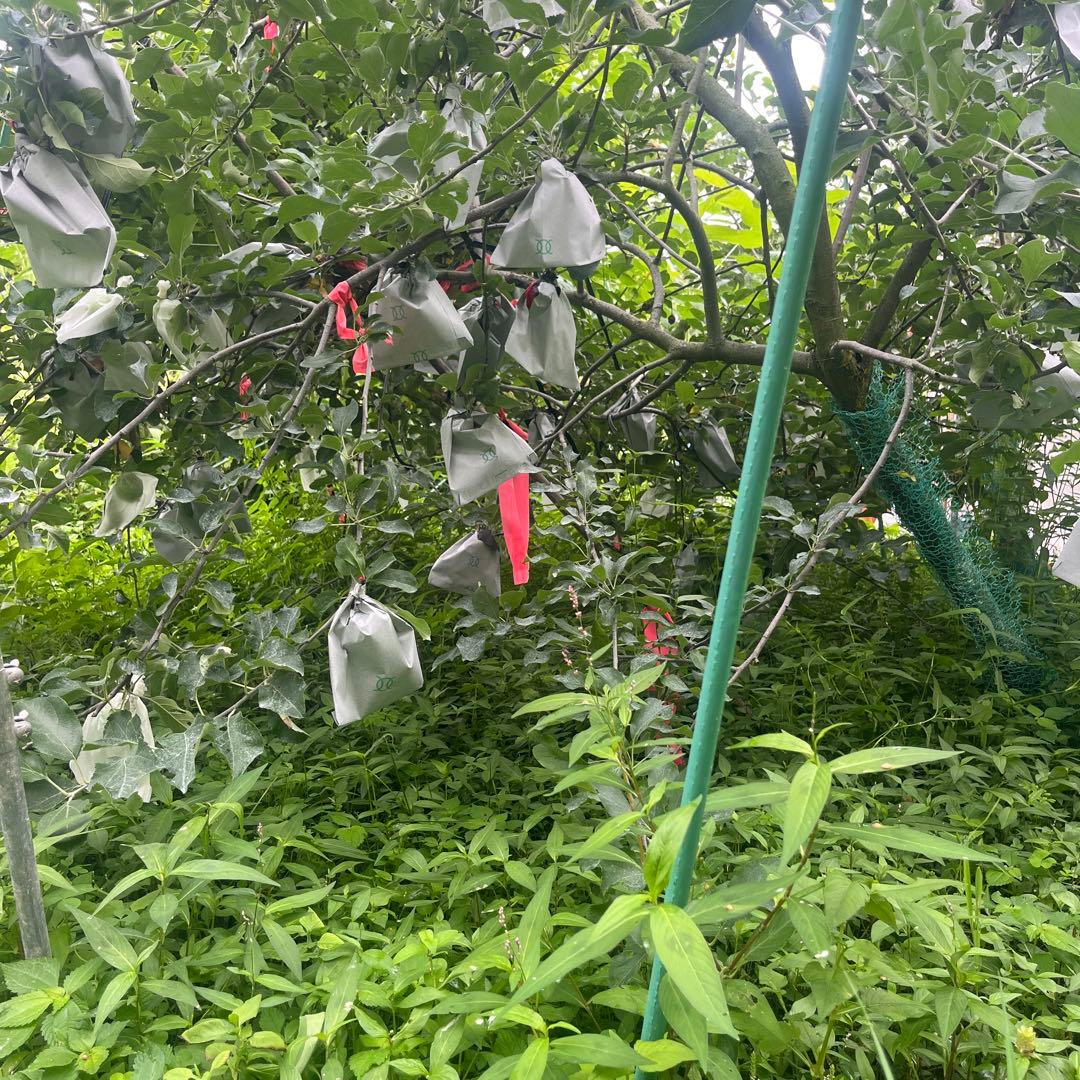 津軽　りんご　成木　有機栽培