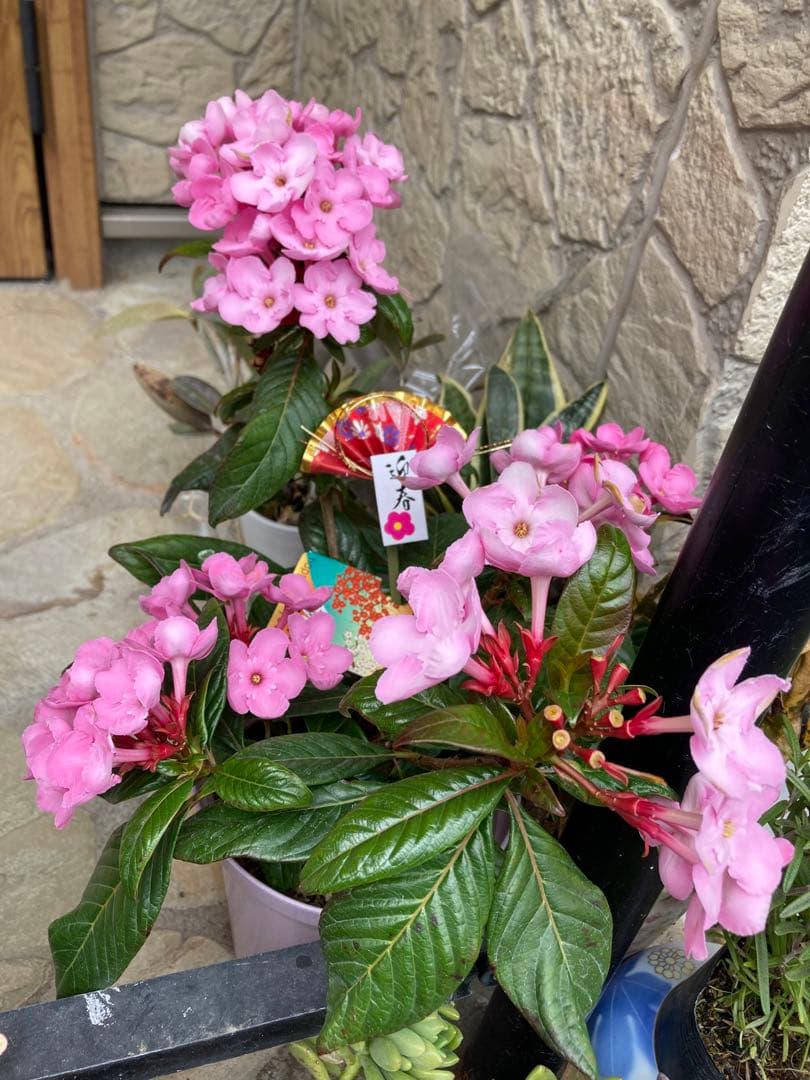 強い香りニオイザクラ リッチRich 匂い桜べにふじ 1鉢土減らし花段々終わった