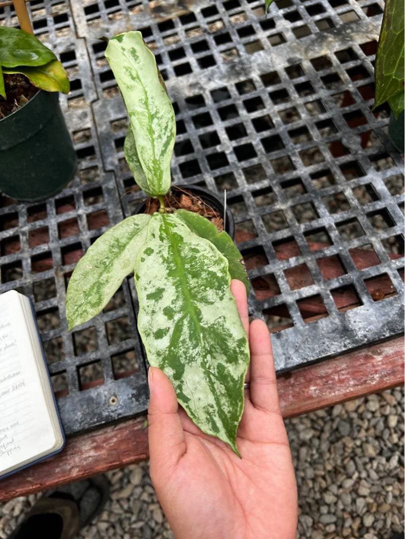 超レア　原種 　幻のホヤ　ブントクエンシス　シルバー　サクララン　パルダリウム