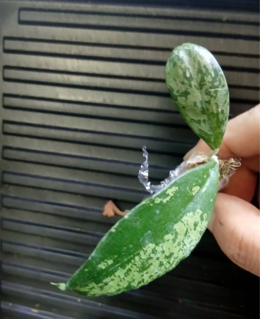 超レア　原種 　幻のホヤ　ブントクエンシス　シルバー　サクララン　パルダリウム