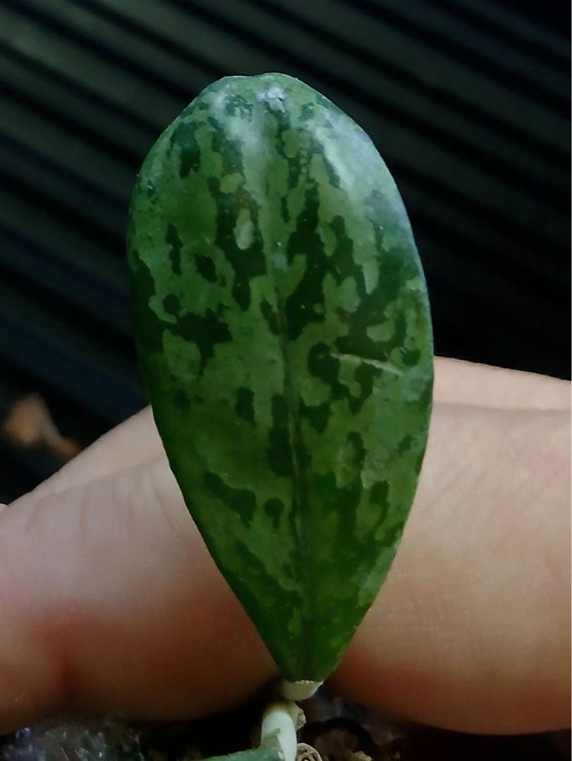 超レア　原種 　幻のホヤ　ブントクエンシス　シルバー　サクララン　パルダリウム