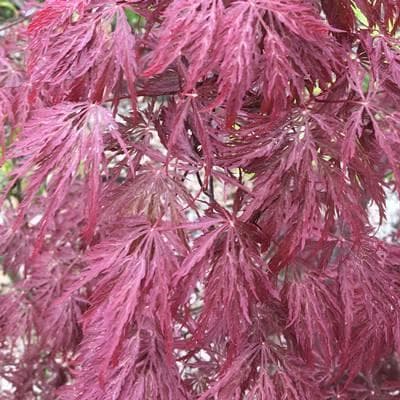 《現品》赤枝垂れ紅葉（アカシダレモミジ）樹高1.4ｍ（根鉢含まず）51【苗木】