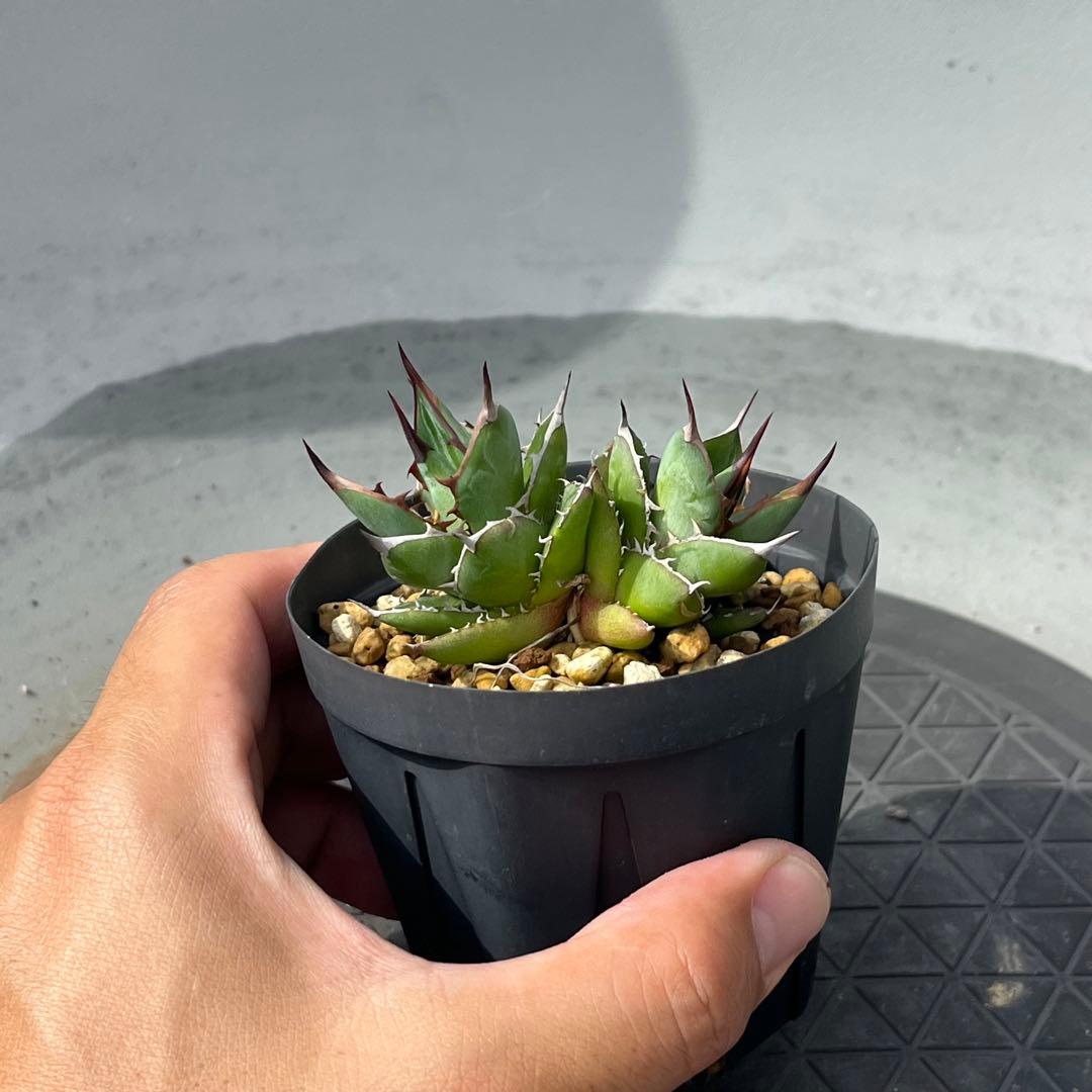 アガベ ホリダ ダブルヘッド 実生選抜 強棘 コンパクト 多頭 2頭