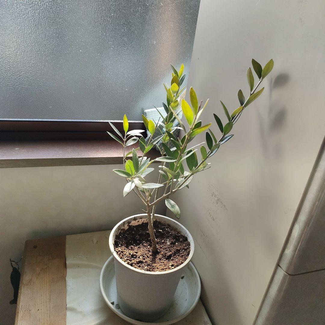 ご予約用オリーブの苗※レッチーノ