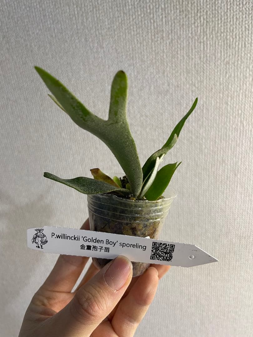 ビカクシダ P.willinckii 'Golden boy' spore - メルカリ