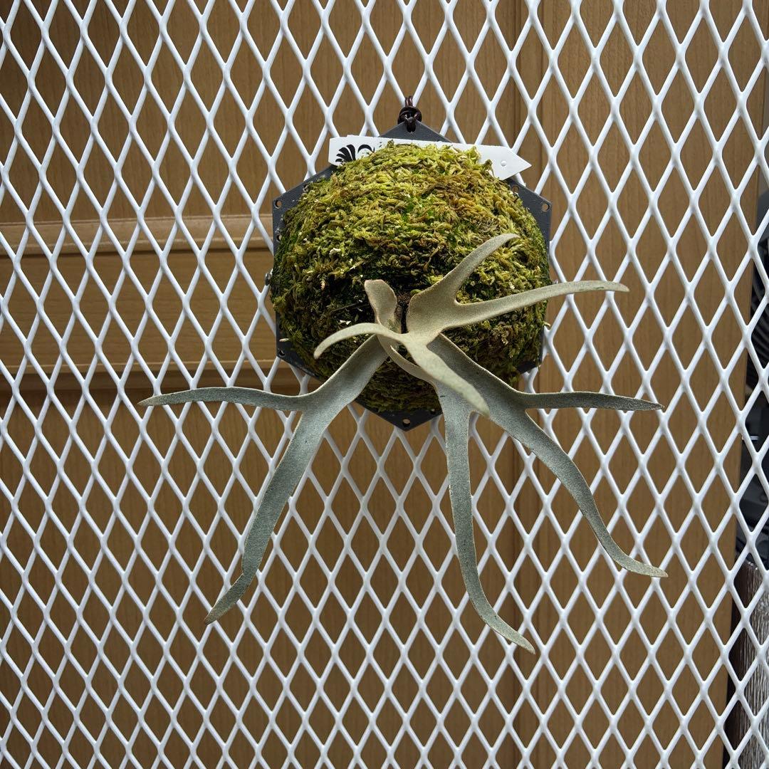 willinckii Grace sporeling HHR ビカクシダ