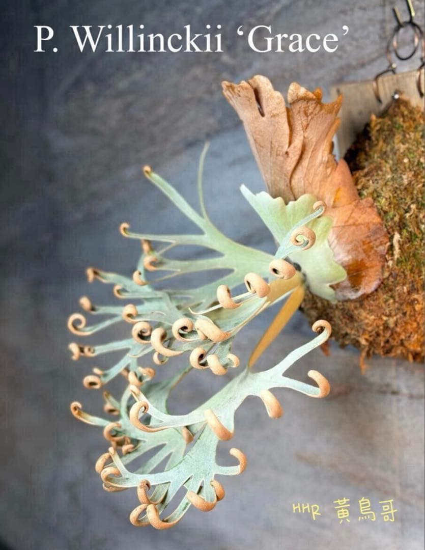 willinckii Grace sporeling HHR ビカクシダ
