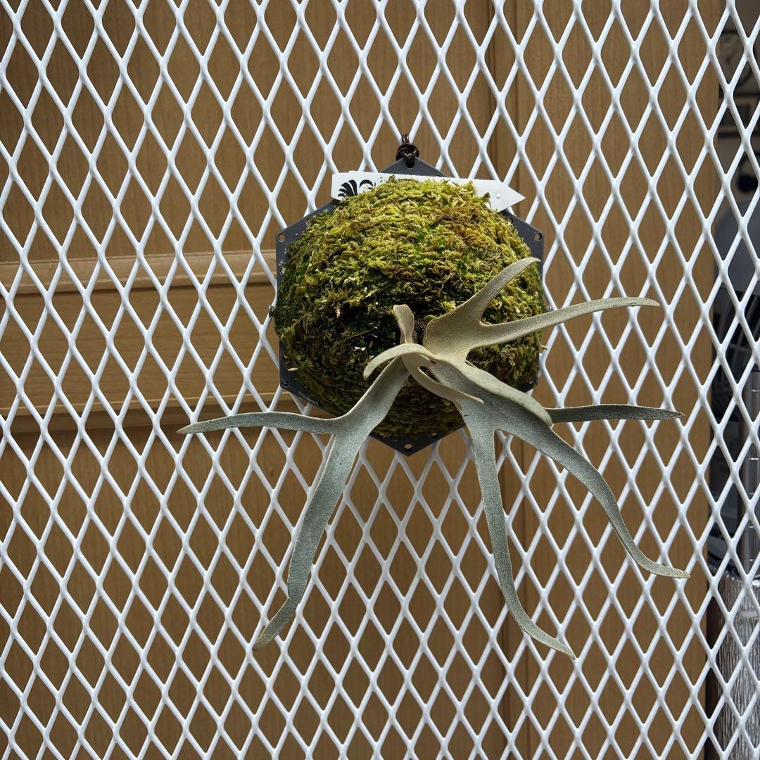 willinckii Grace sporeling HHR ビカクシダ