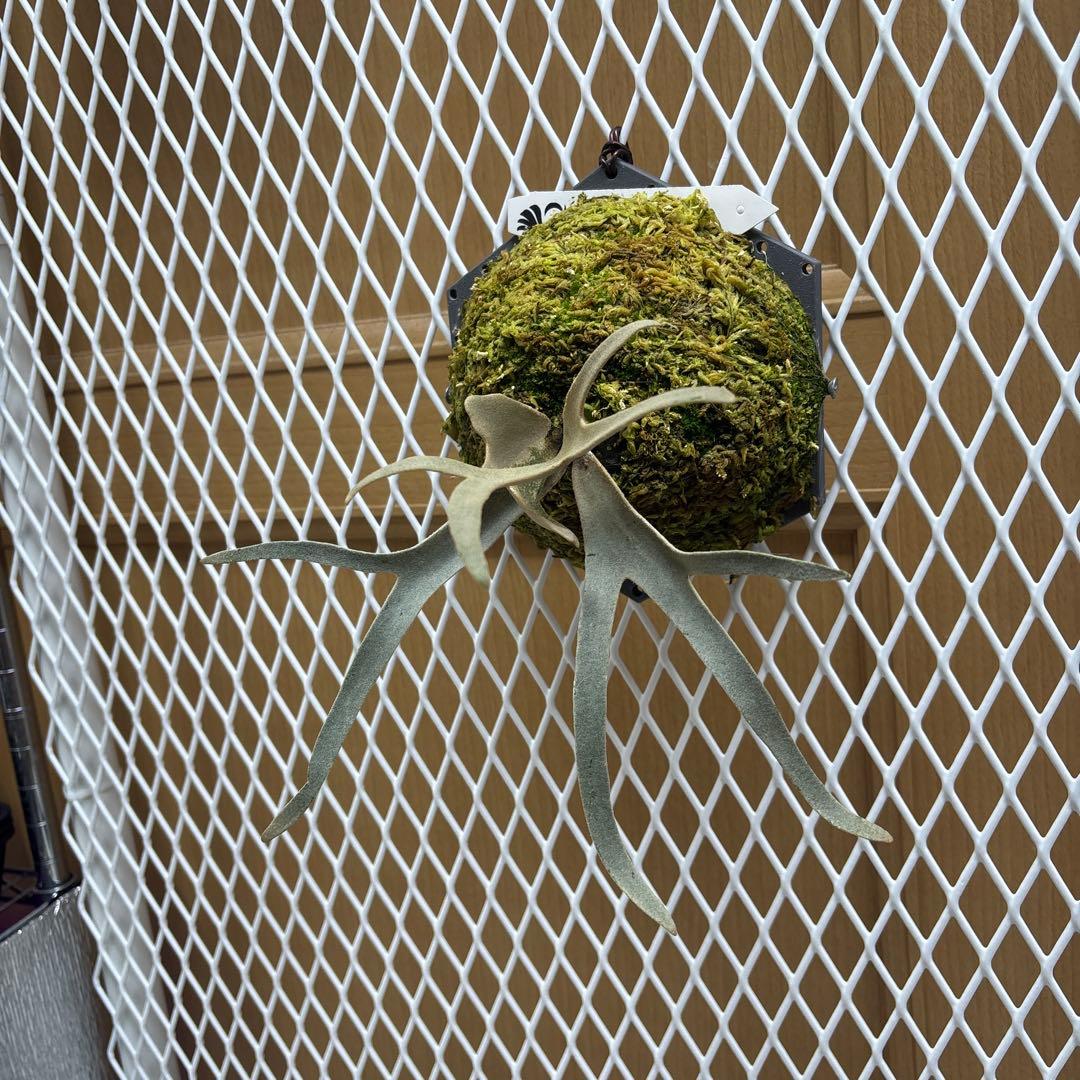 willinckii Grace sporeling HHR ビカクシダ