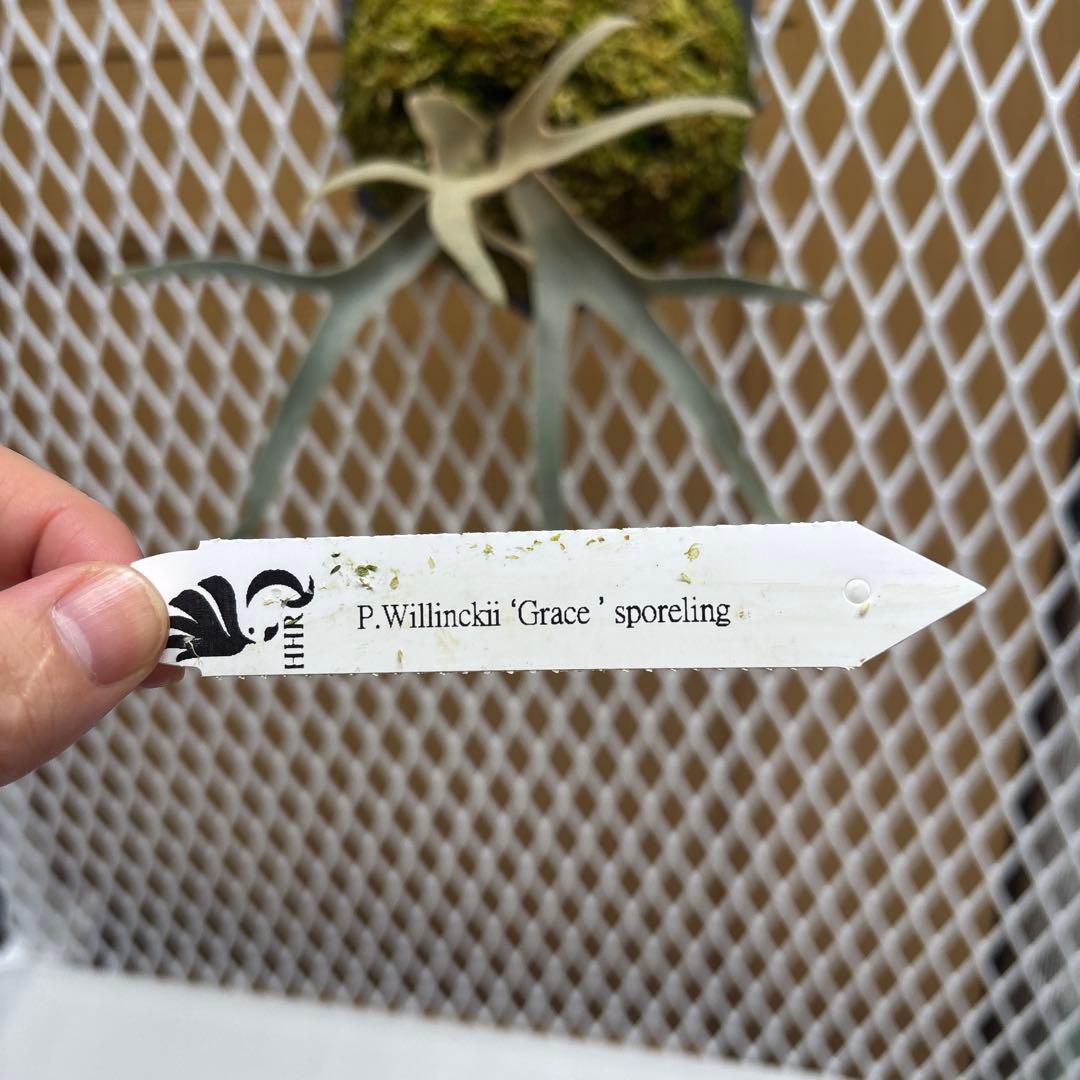 willinckii Grace sporeling HHR ビカクシダ