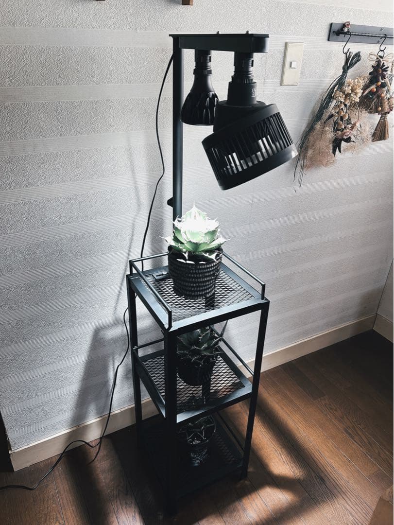 ☆送料込み☆アイアン植物棚　即購入OK ライトレール付　ボタニカル　アガベ　塊根