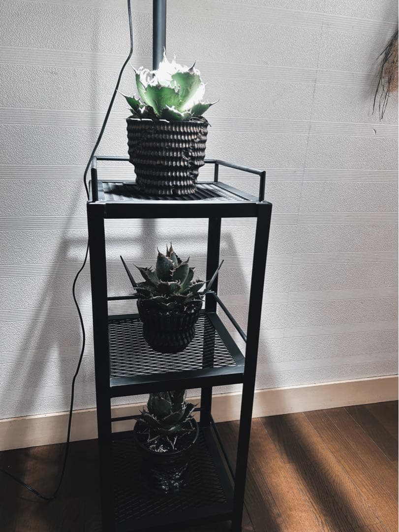 ☆送料込み☆アイアン植物棚　即購入OK ライトレール付　ボタニカル　アガベ　塊根