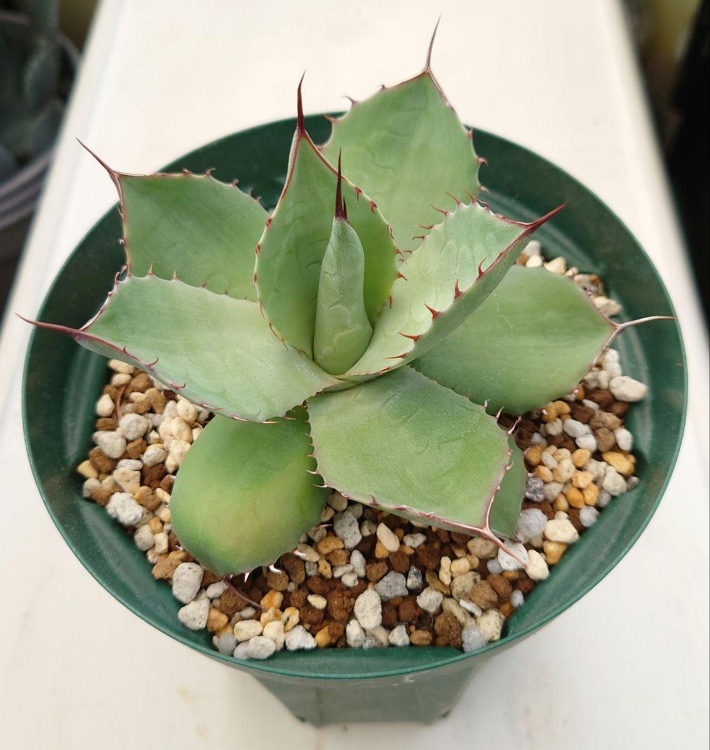 アガベ パラサナ×トランカータ ハイブリッド - メルカリ