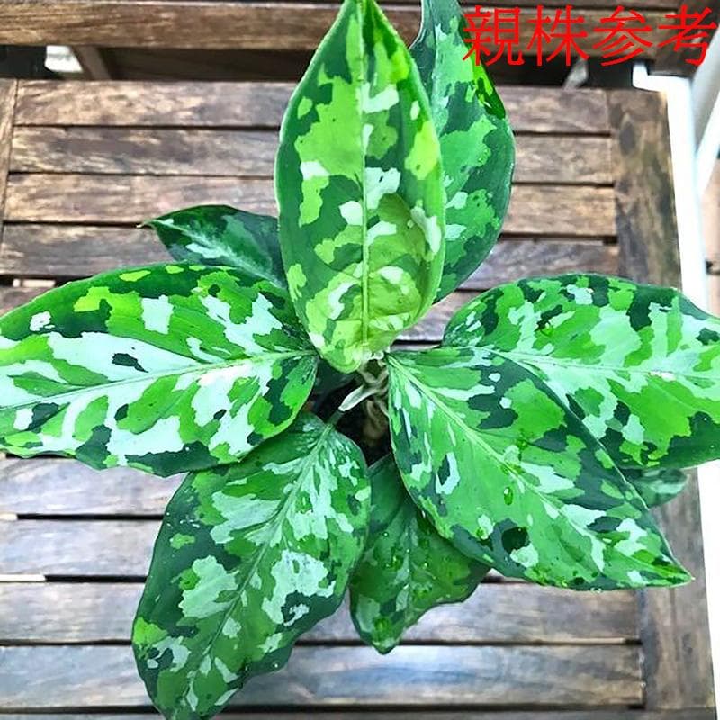 人気/迷彩柄/美しい品種□アグラオネマ ピクタム トリカラー/新芽あり