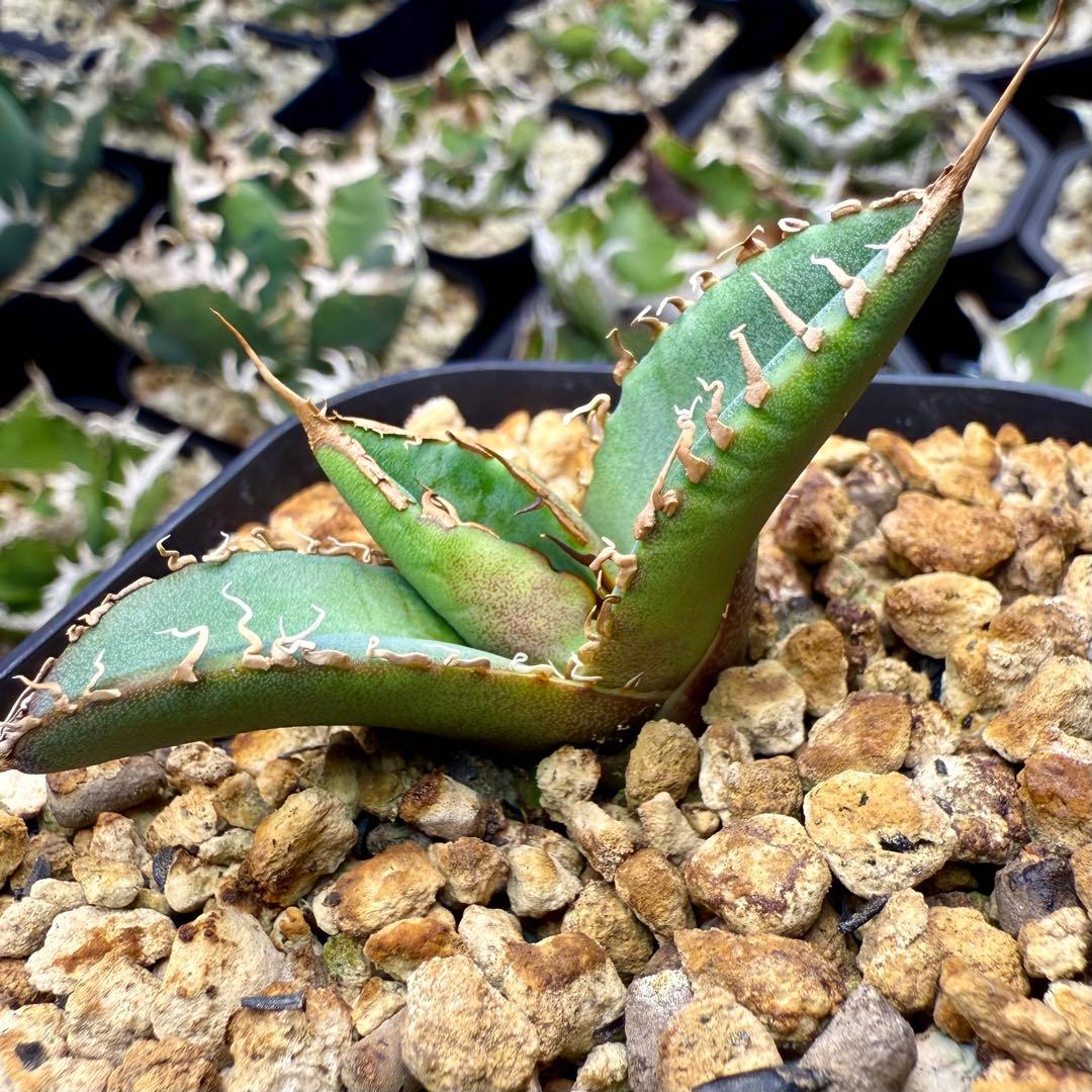 アガベチタノタ　スーパーチタノタ③ 【限定値下げ】