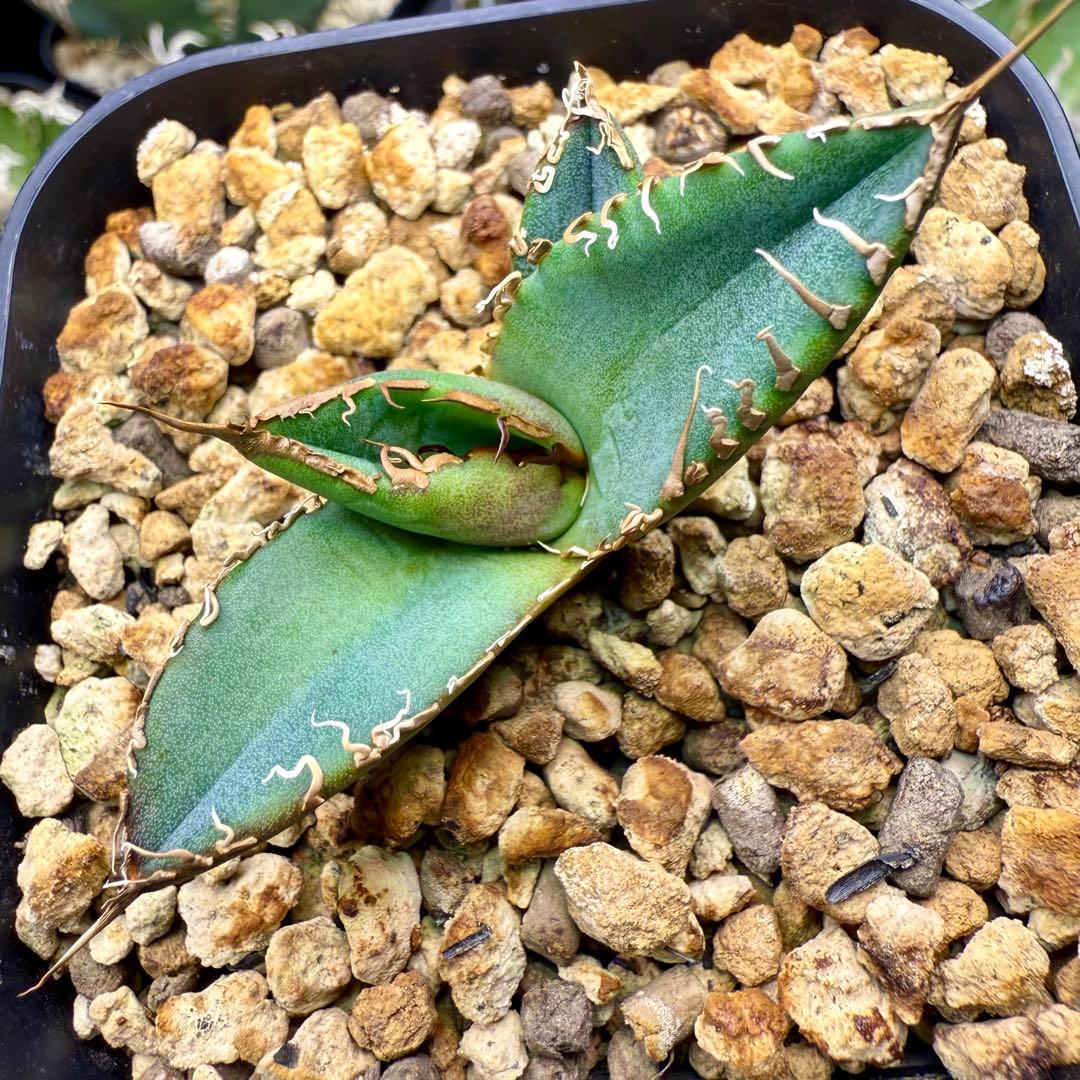 アガベチタノタ　スーパーチタノタ③ 【限定値下げ】