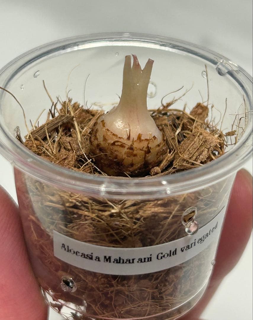 芋】 アロカシア マハラニ ゴールド 斑入り 大きめ - メルカリ