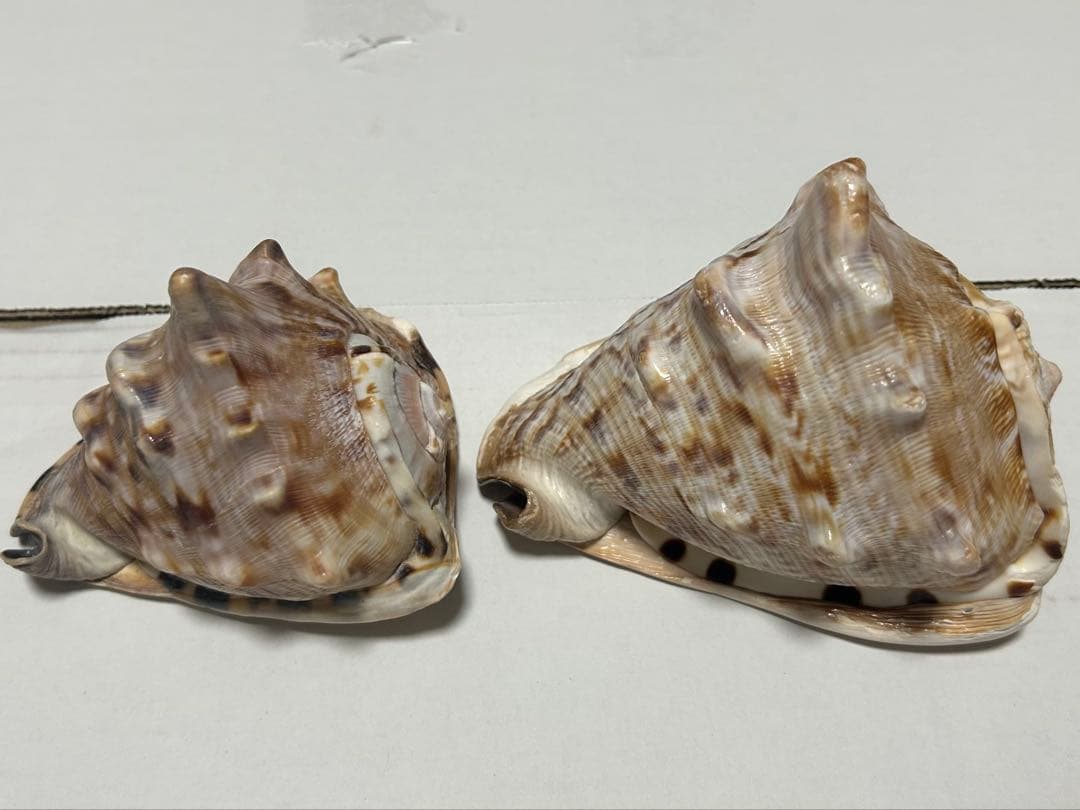 ダイオウトウカムリ　2個セット　12cm 14.8cm
