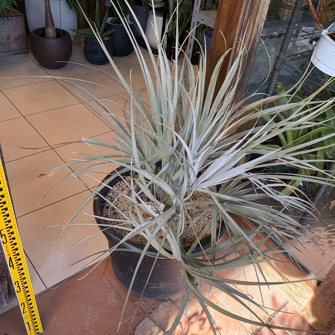 ナンノロプス　リチアナシルバー