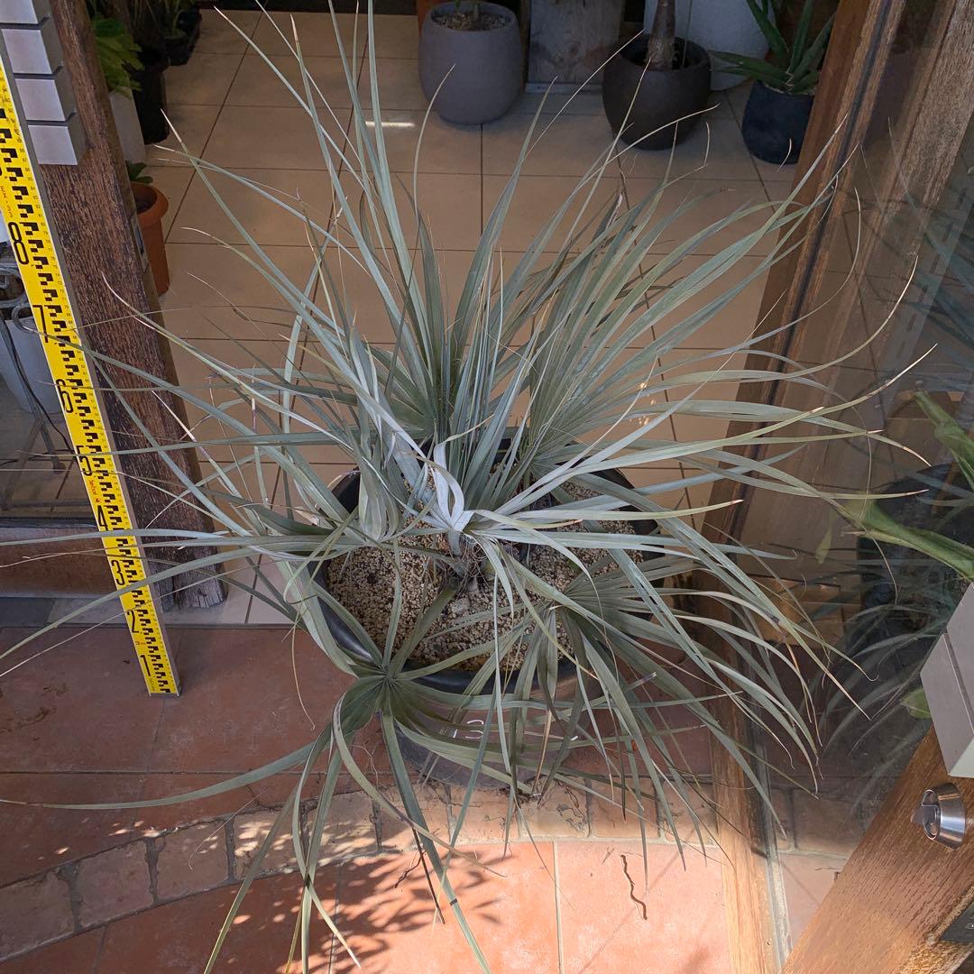 ナンノロプス　リチアナシルバー