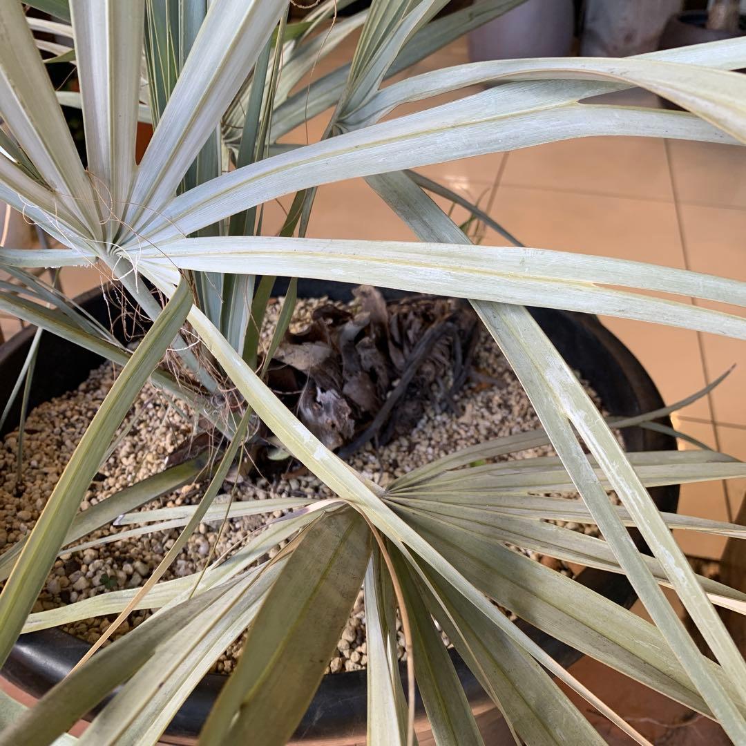 ナンノロプス　リチアナシルバー