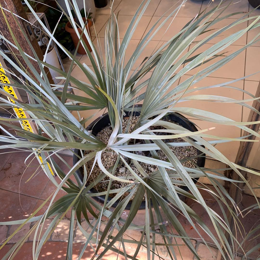 ナンノロプス　リチアナシルバー