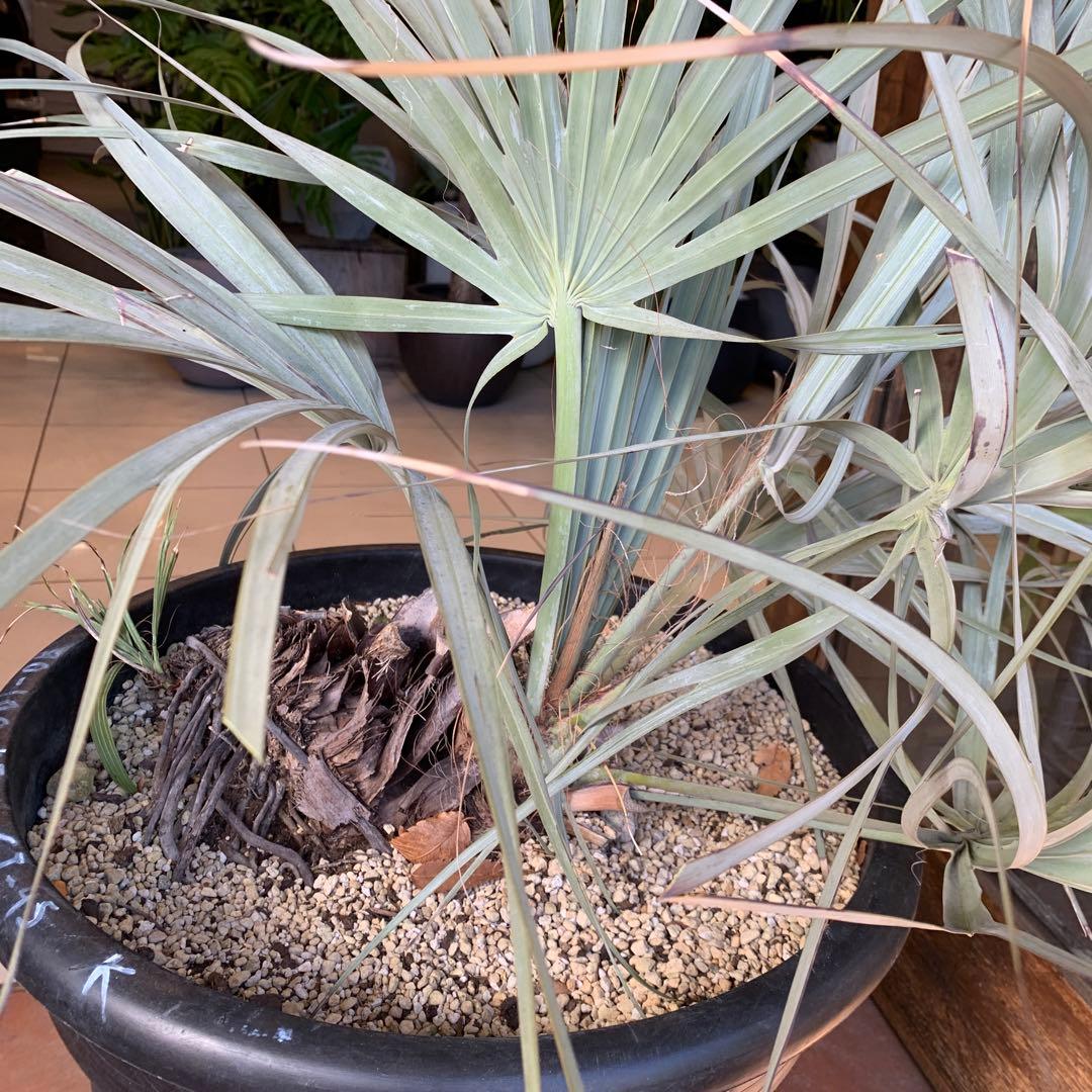 ナンノロプス　リチアナシルバー