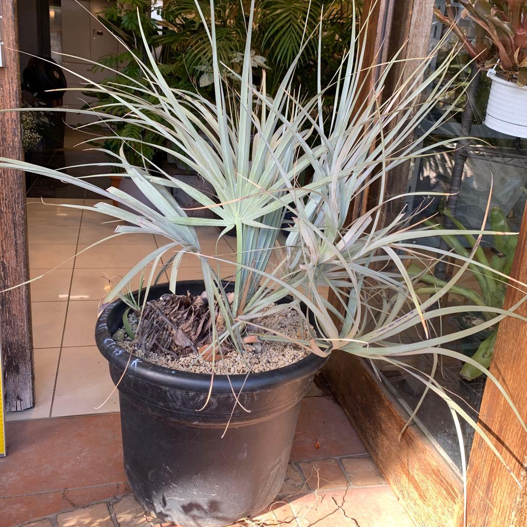 ナンノロプス　リチアナシルバー