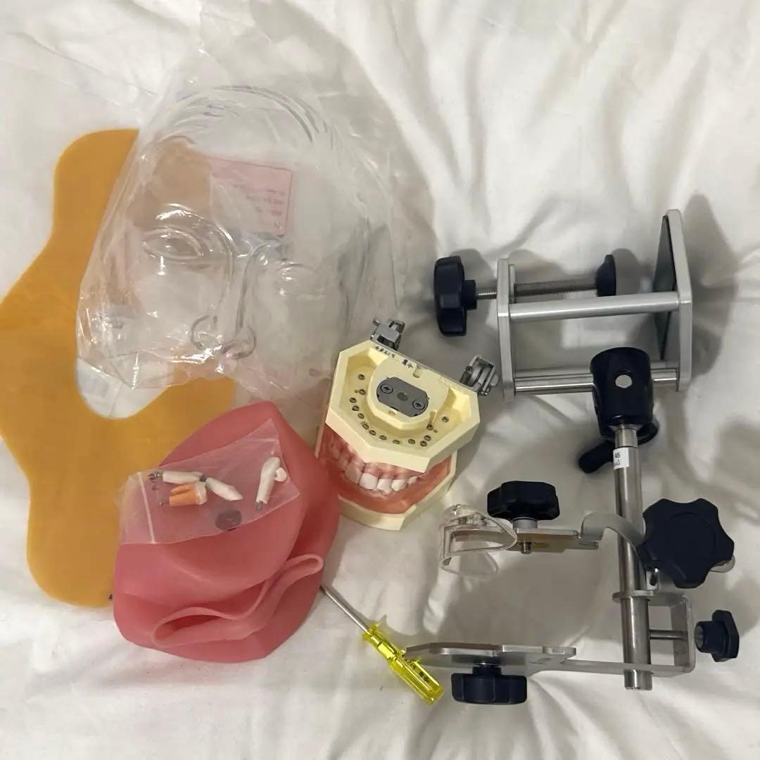 【美品】歯科 顎模型 一式　NISSIN シンプルマネキン 説明書付き