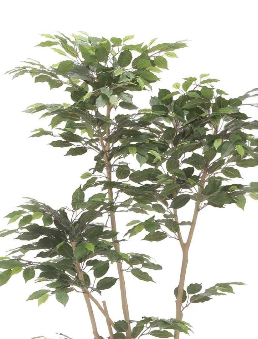 光触媒　人工観葉植物　フェイクグリーン　デザインベンジャミン1.8