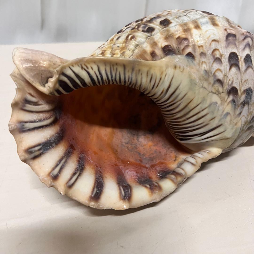 ほら貝 法螺貝 天然 約35cm 貝殻 インテリア アート