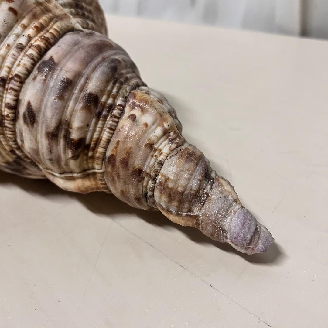 ほら貝 法螺貝 天然 約35cm 貝殻 インテリア アート