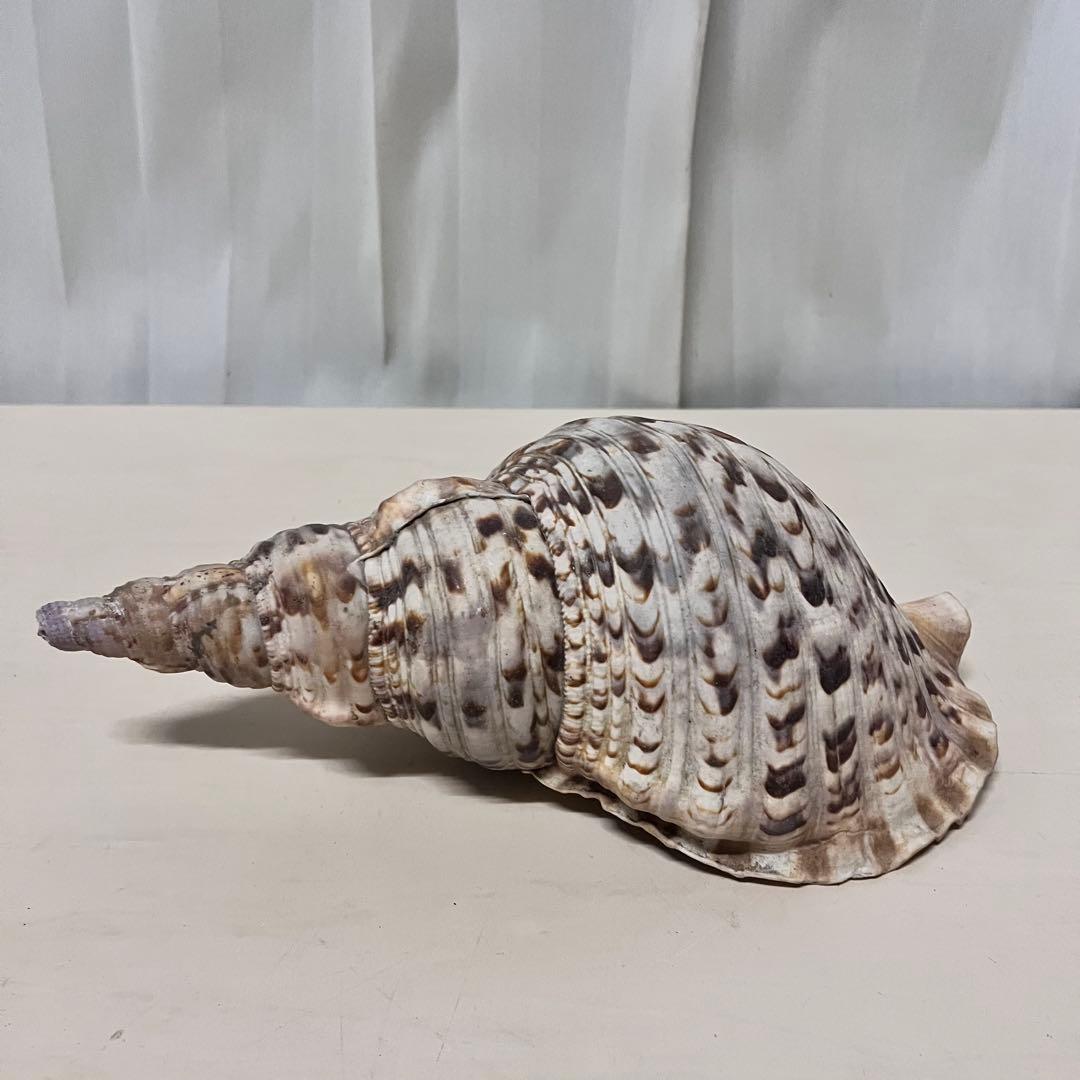 ほら貝 法螺貝 天然 約35cm 貝殻 インテリア アート