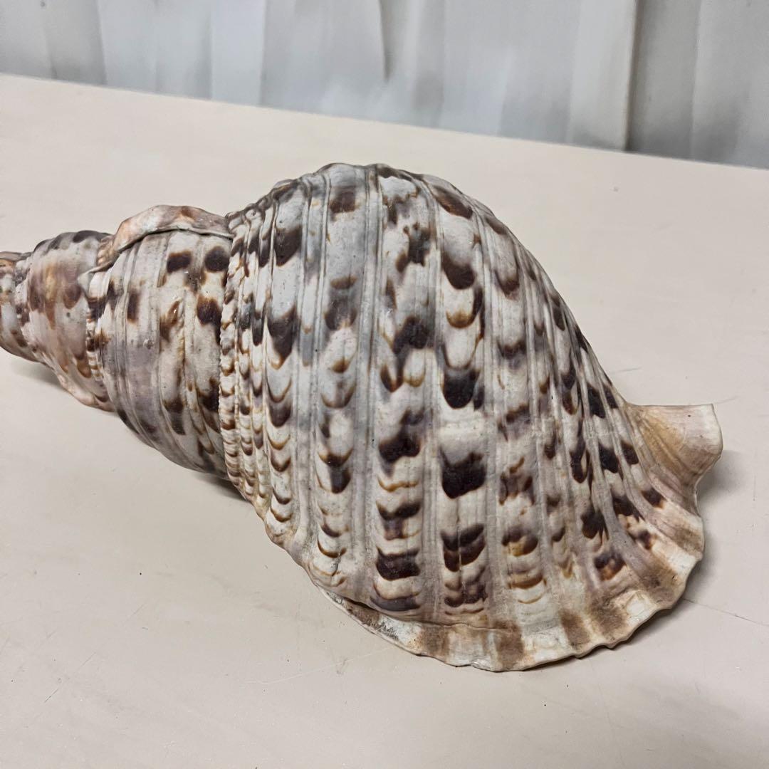 ほら貝 法螺貝 天然 約35cm 貝殻 インテリア アート