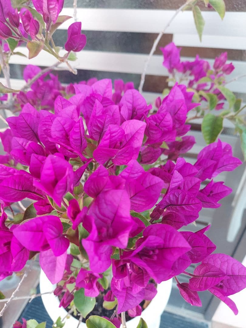 ブーゲンビリア　パープル　大苗