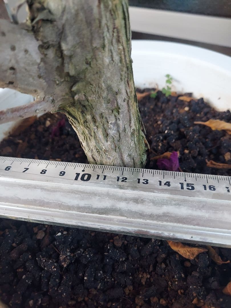 ブーゲンビリア　パープル　大苗