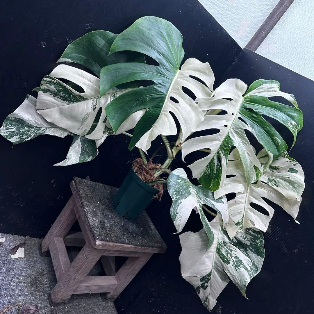 斑入りモンステラ ホワイトタイガー極美大株57cm白斑多 - メルカリ