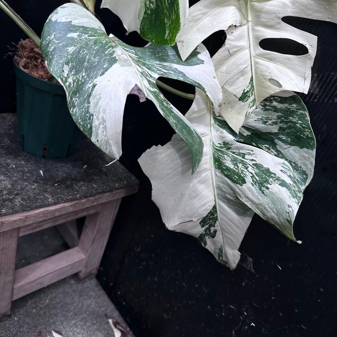 斑入りモンステラ ホワイトタイガー極美大株57cm白斑多 - メルカリ