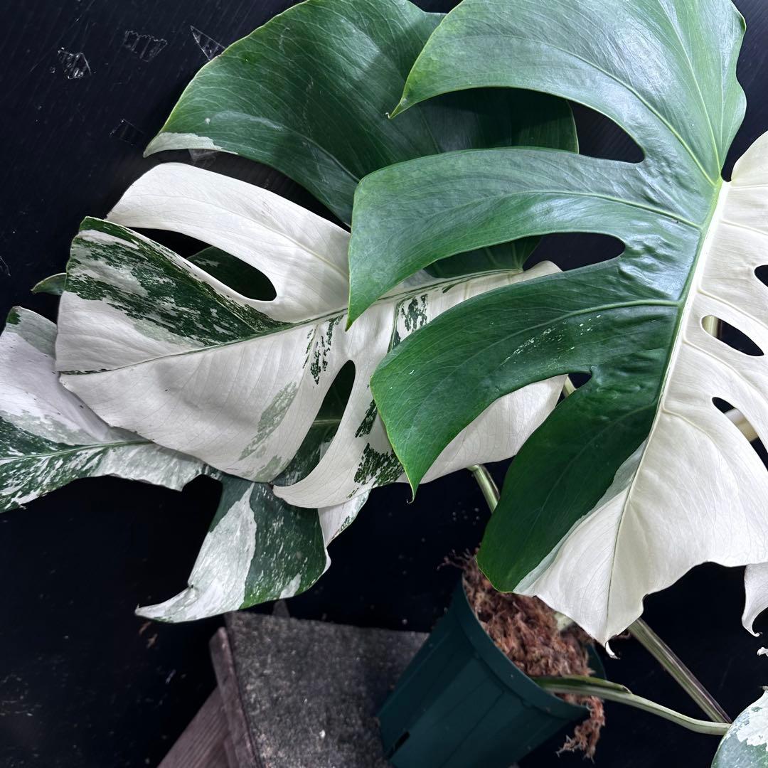 斑入りモンステラ ホワイトタイガー極美大株57cm白斑多 - メルカリ