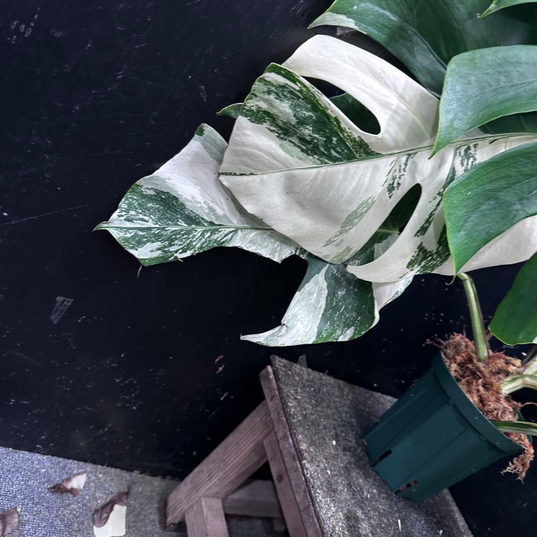 斑入りモンステラ ホワイトタイガー極美大株57cm白斑多 - メルカリ