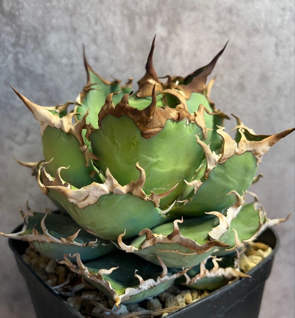 アガベ　チタノタ　シーザー　美株　ボール形　人気　タグ付き　【26】