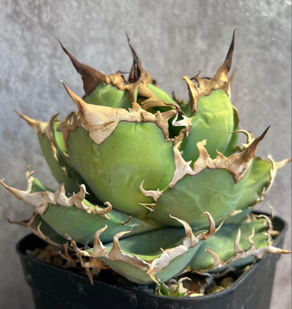 アガベ　チタノタ　シーザー　美株　ボール形　人気　タグ付き　【26】