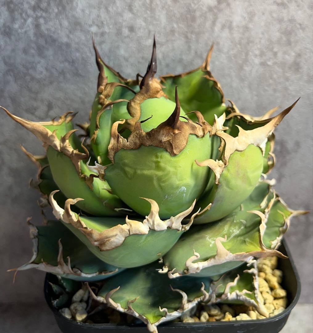 アガベ　チタノタ　シーザー　美株　ボール形　人気　タグ付き　【26】