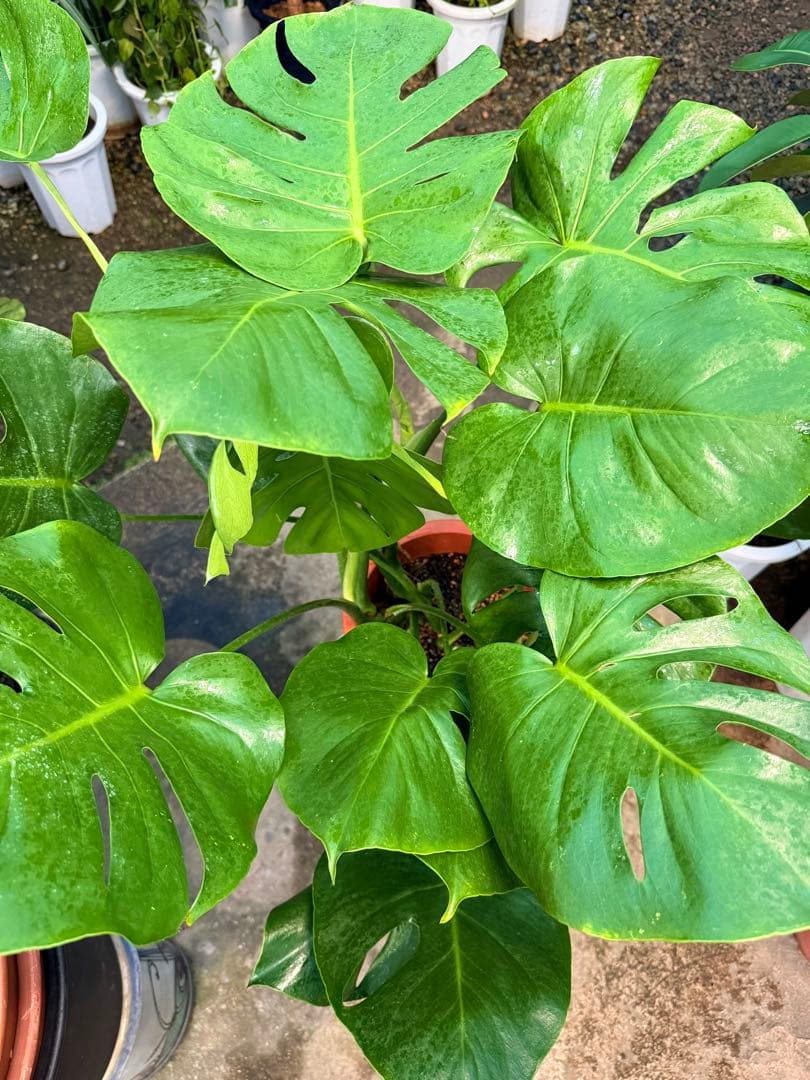 【特級品】モンステラ デリシオーサ 幹上がり 9寸 特大極上苗 鉢付き