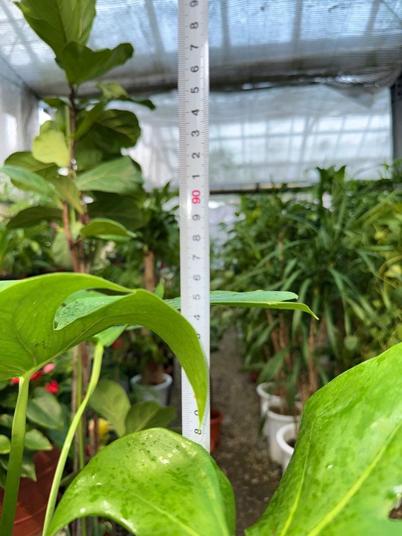 【特級品】モンステラ デリシオーサ 幹上がり 9寸 特大極上苗 鉢付き