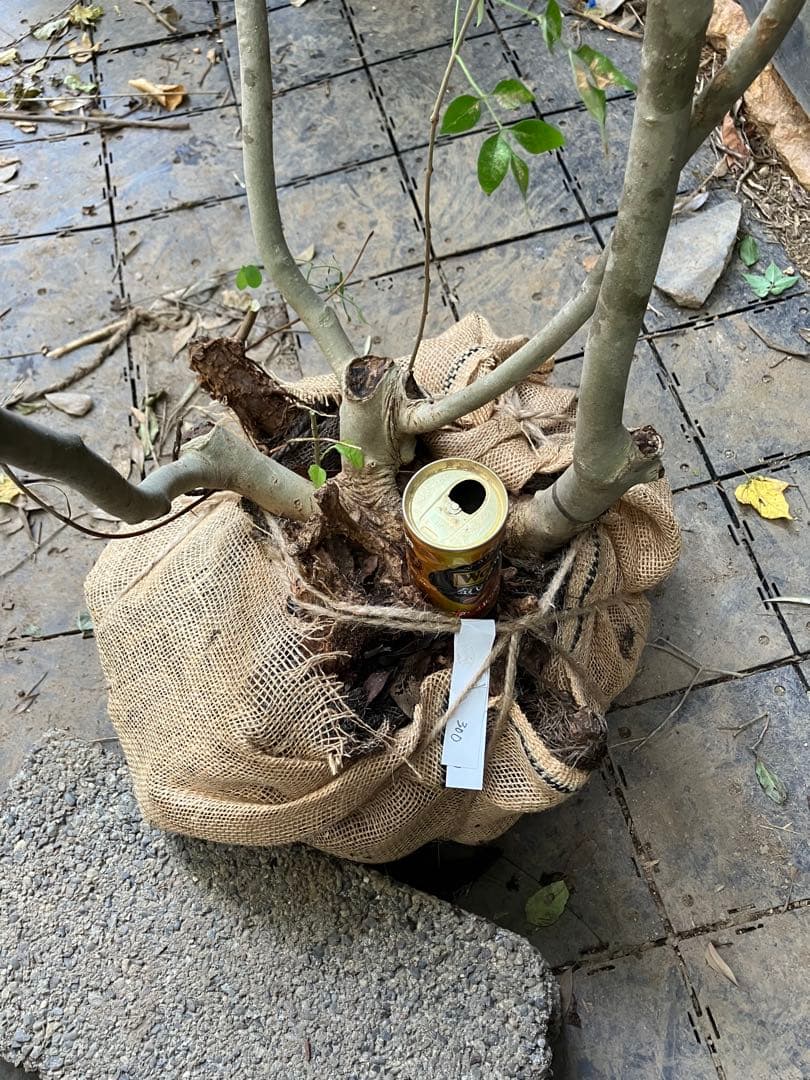 300 山採り　アオダモ